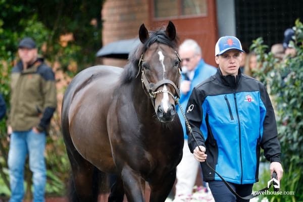 U S Navy Flag heads Oaks Stud roster