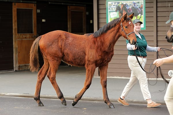 Curraghmore and Haunui delighted with 2024 weanling drafts