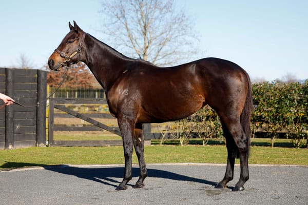 Stakes-winning Te Akau pair headline fortnightly gavelhouse.com auction