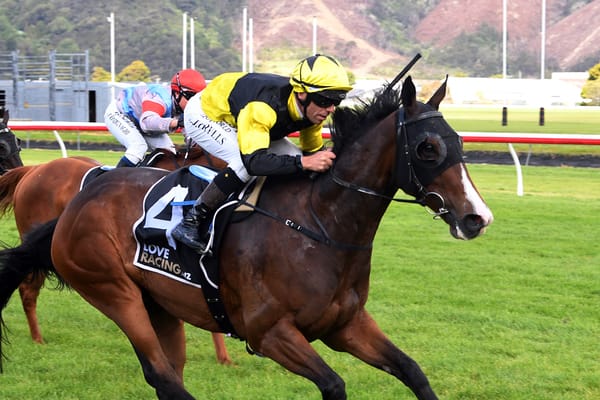 New Plymouth is a stepping stone for One Bold Cat