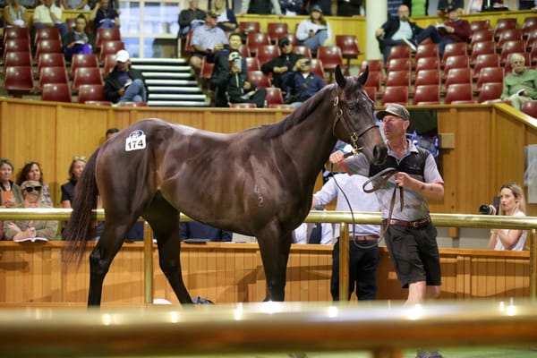 High-priced juvenile set to make debut