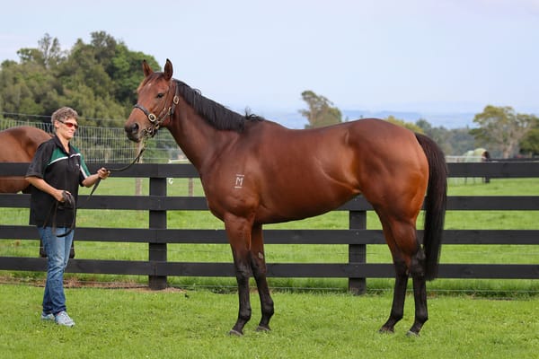 National Online Breeding Stock Sale on Gavelhouse Plus this July