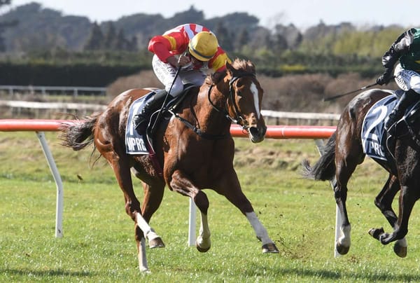 Royal Flower set to bloom in Manawatu Breeders’