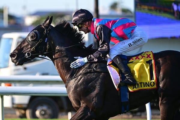 Antino nears spring stable return